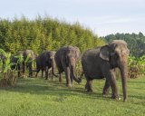 Elephants take a stroll at the Ringling Bros. and Barnum & Bailey Center for Elephant Conservation.